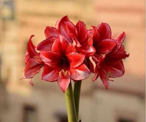 Amarilis: uma coleção atemporal com zircônias em destaque!