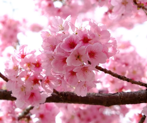 Kansai Yamamoto: inspiração e tradição para a Coleção Kansai