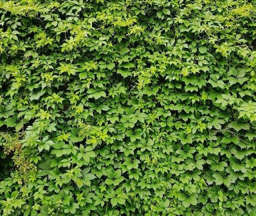 Coleção Ivy: inspirada na planta sagrada hera