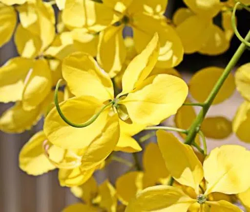 A Coleção Luz das Acácias e a Tendência Queimado do Sol