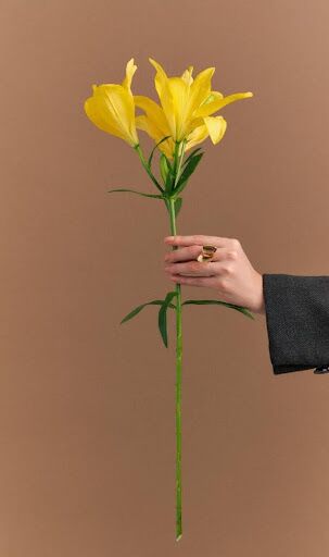 Joias minimalistas com design biofílico na Coleção Blóm