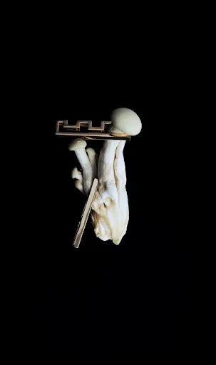 Coleção Lien: linhas geométricas em destaque