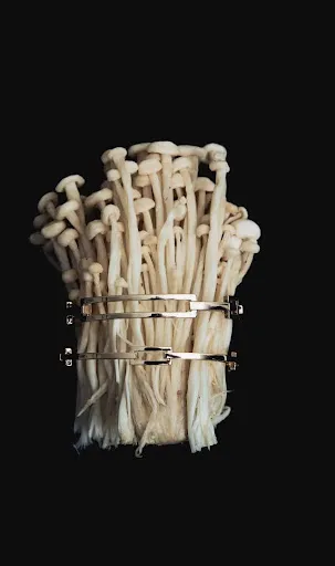 Coleção Lien: linhas geométricas em destaque