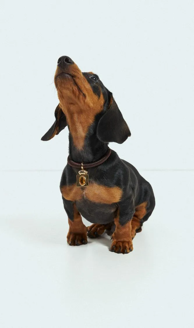 Coleção Viva: Brilho em todo cristal